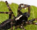 Textrix_denticulata_D8204_Z_88_Bij afgraving_Nederland